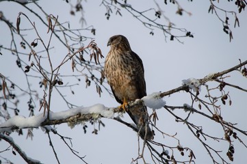 Northern Harrier perched on snowy branch