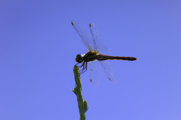 とんぼ_dragonfly