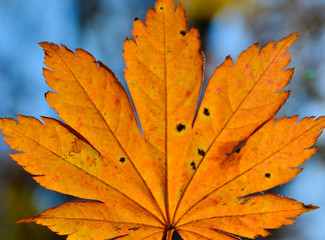 Fototapeta na wymiar leaf, maple, autumn, orange, red, yellow, autumn, nature, October, November, beauty