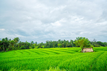 Fototapeta na wymiar beautiful landscape on a risen fresh rice and a hut near a tree. Rice in Asia.