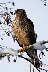 Northern Harrier