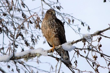 Norther Harrier female