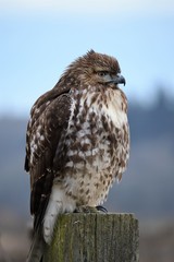 Hawk