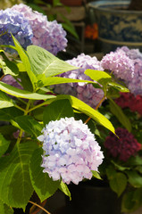 Hydrangea macrophylla blue flowers with green