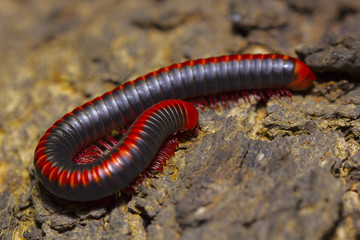Red millipede, DiplopodaLocation:- Pondicherry, Tamilnadu