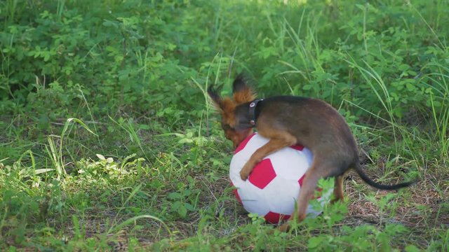 Dog makes funny sex with a toy. A toy is a soccer ball. Legs hang hilariously. Humping dog. Humpy toy terrier.