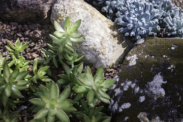 Group of succulents and cactus growing