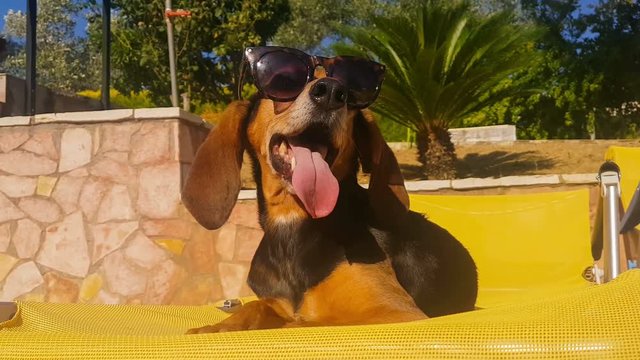 Funny moment of a dog with long ears wearing sunglasses sitting o a summer chair.