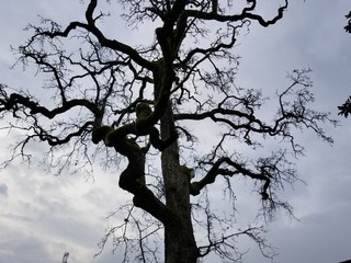 death oak tree