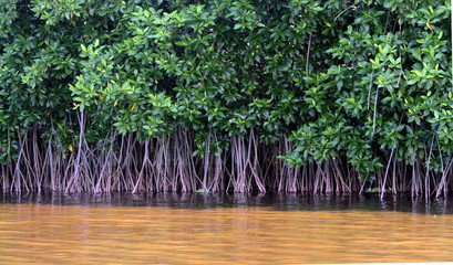 Mangrove forest threshold in Mexico