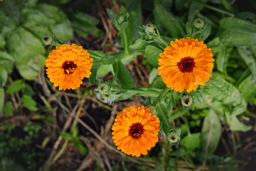 Three of the marigold flower in the garden top view