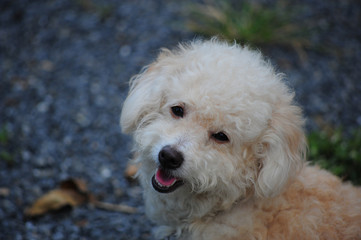 Nice young dog.