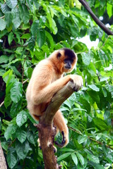 Tropical monkey on a branch