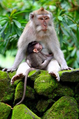 Monkey mother