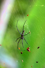 Jungle spider