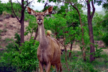 A curious young Kudu