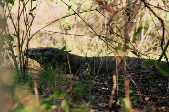 Komodo dragon in the wild