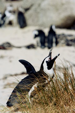 Penguins of the Boulder Beach, Cape Town