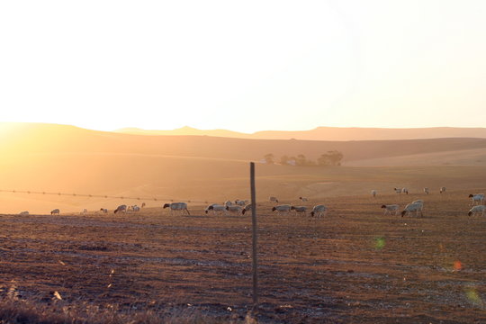 Golden lit sheep farm