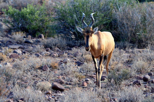 A wild Hartebeest at the South African Karoo 