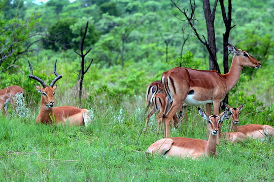 An Impala family