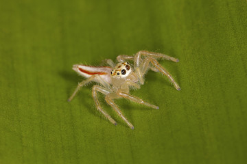 Two Striped Spider Female, Telemonia dimidata, Salticidae. Kolhapur, Maharashtra