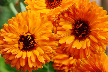 A few of calendula flowers in a garden top view close-up