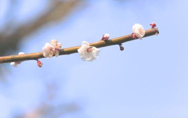 japanese plum flowers, japanese plum blossoms, japanese ume flowers, blue sky, spring, close up, macro, ume, ume flower, ume blossom, flower, blossoms, lovely flowers, flora, spring blossoms, white fl