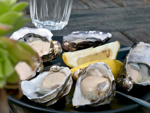 Bruny Island Oyster 