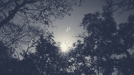  forest Dark Night Background.