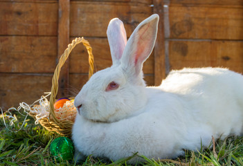 the easter rabbit with the basket of colored eggs on the farm