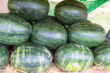 Fresh sweet green watermelons