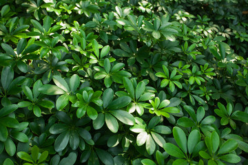 Fototapeta na wymiar Rain-forest - tropical plant colony making natural pattern; 