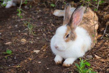 Close up of Wild rabbit in the nature