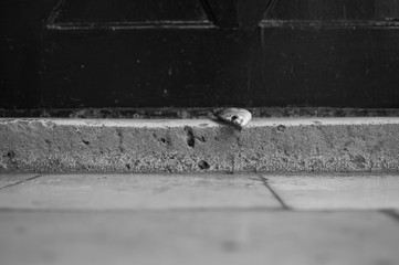 Dead Fish on Doorstep in Dubrovnik, Croatia