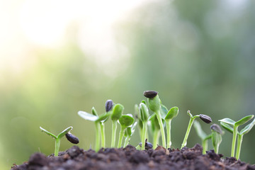 Sunflower sprout
