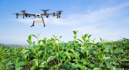 Agriculture drone fly to sprayed fertilizer on the green tea fields, Smart farm 4.0 concept