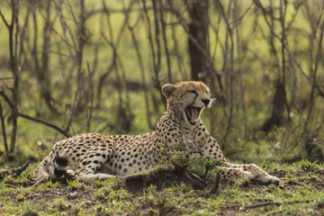 a single cheetah rests among the shrubs of the Maasai Mara