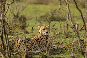 a single cheetah rests among the shrubs of the Maasai Mara
