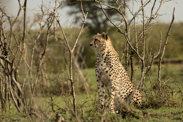 a single cheetah rests among the shrubs of the Maasai Mara