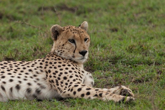 a single cheetah rests on the grass of the Maasai Mara