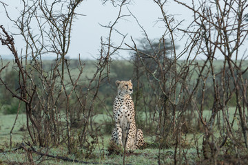 Fototapeta na wymiar a single cheetah rests among the shrubs of the Maasai Mara
