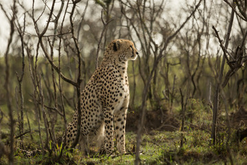 a single cheetah rests among the shrubs of the Maasai Mara