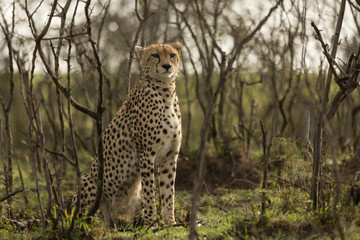 a single cheetah rests among the shrubs of the Maasai Mara