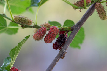 Fresh mulberry,  red unripe mulberries on the branch of tree.
