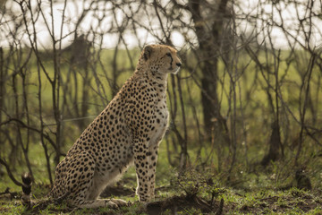 a cheetah warily rests among the trees on the Maasai Mara