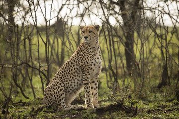 a cheetah warily rests among the trees on the Maasai Mara