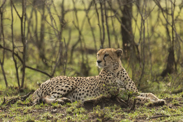 Fototapeta na wymiar a cheetah warily rests among the trees on the Maasai Mara