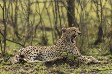a single cheetah yawning as she reclines among the trees of the Maasai Mara