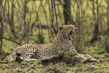 a single cheetah yawning as she reclines among the trees of the Maasai Mara